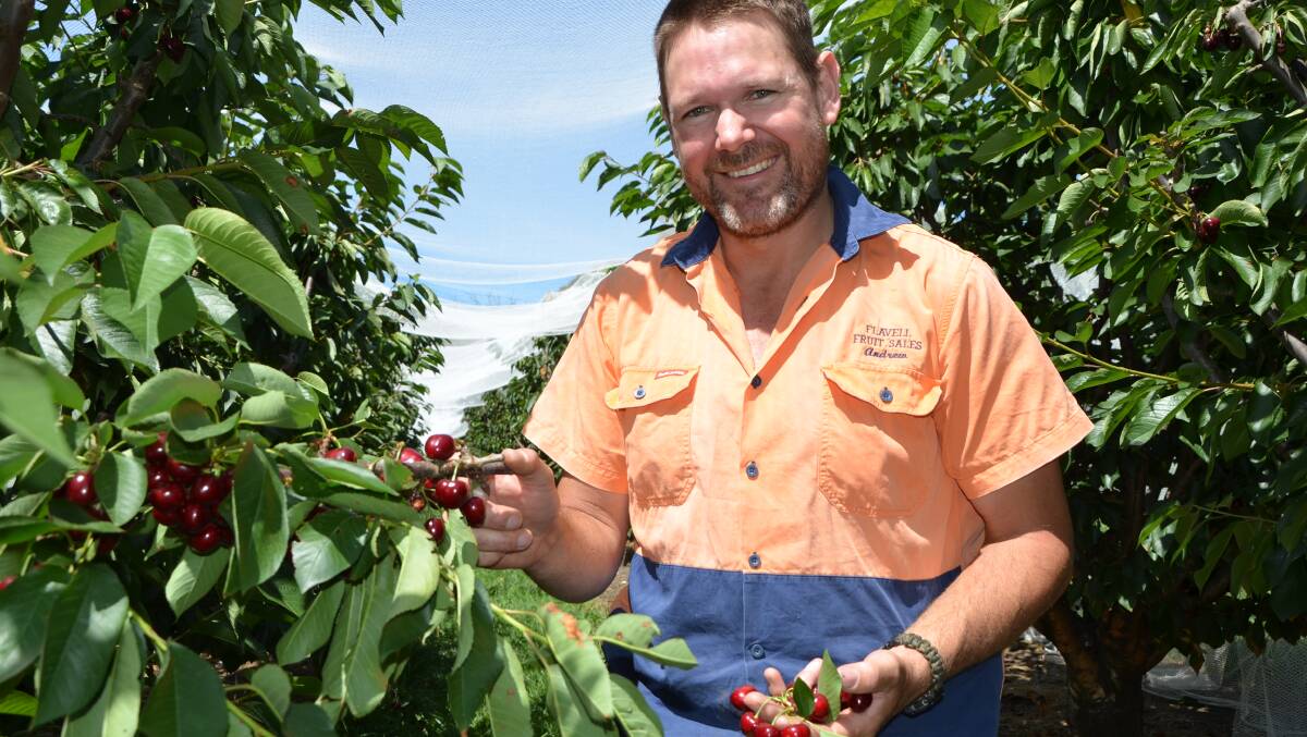 Cherry Grower Association of SA president and Lobethal orchardist Andrew Flavell shows off some cherries ready for picking.