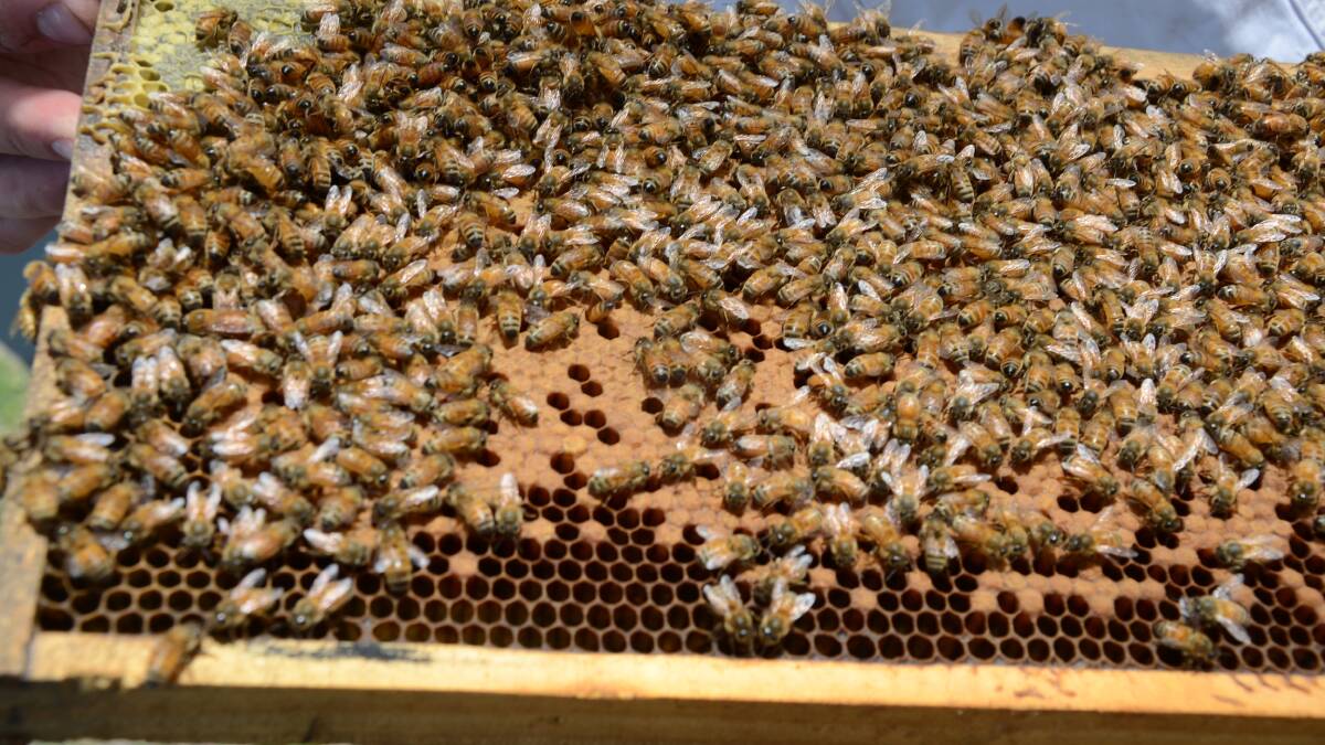 Coalition to spruik benefit of bees
