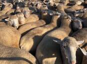 N&R Hulland’s lambs received the best price of $270 at Ouyen, Vic, on Thursday. Picture supplied