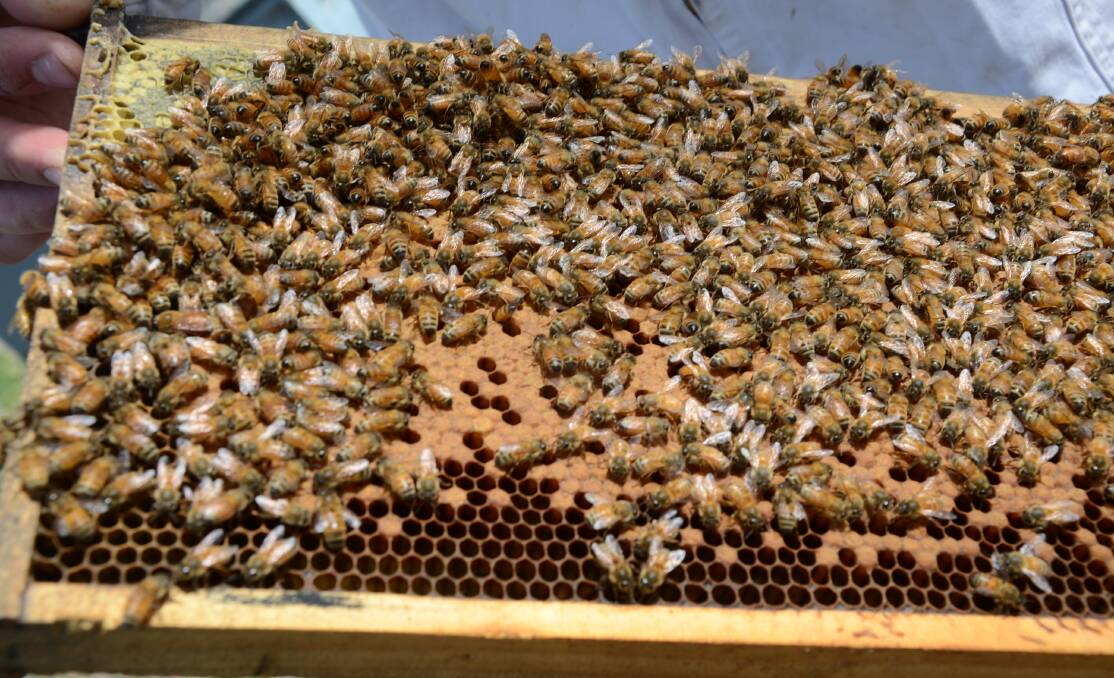 The committee will have representatives from amateur and professional beekeepers as well as major pollination industries. File picture