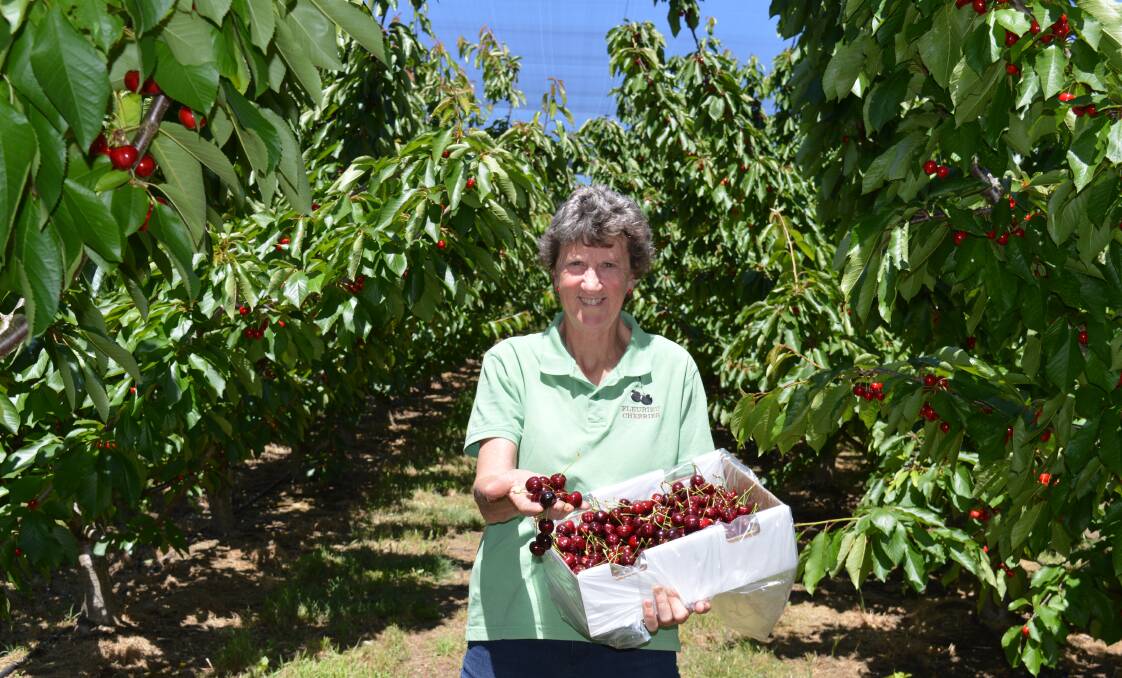 HARVEST TIME: Linda Desmond, Fleurieu Cherries, Pages Flat, said the season had been delayed but the fruit was looking good.