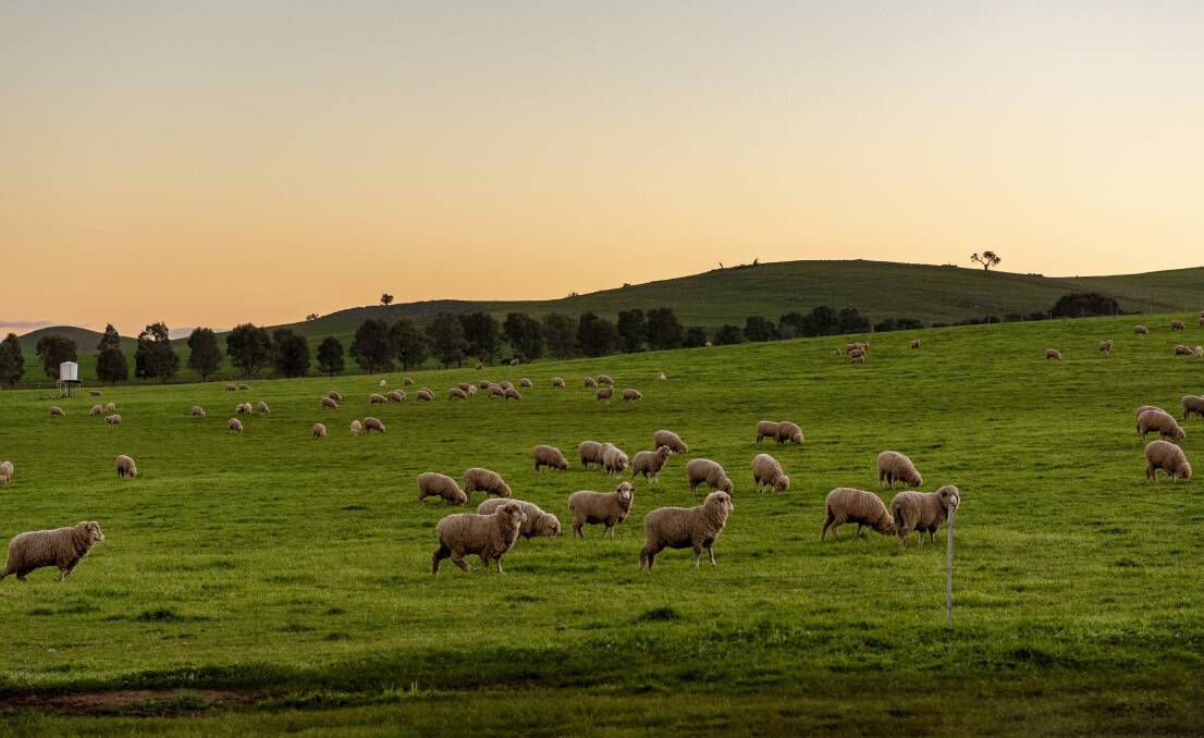Renowned for wool and prime lamb production | Stock Journal | SA