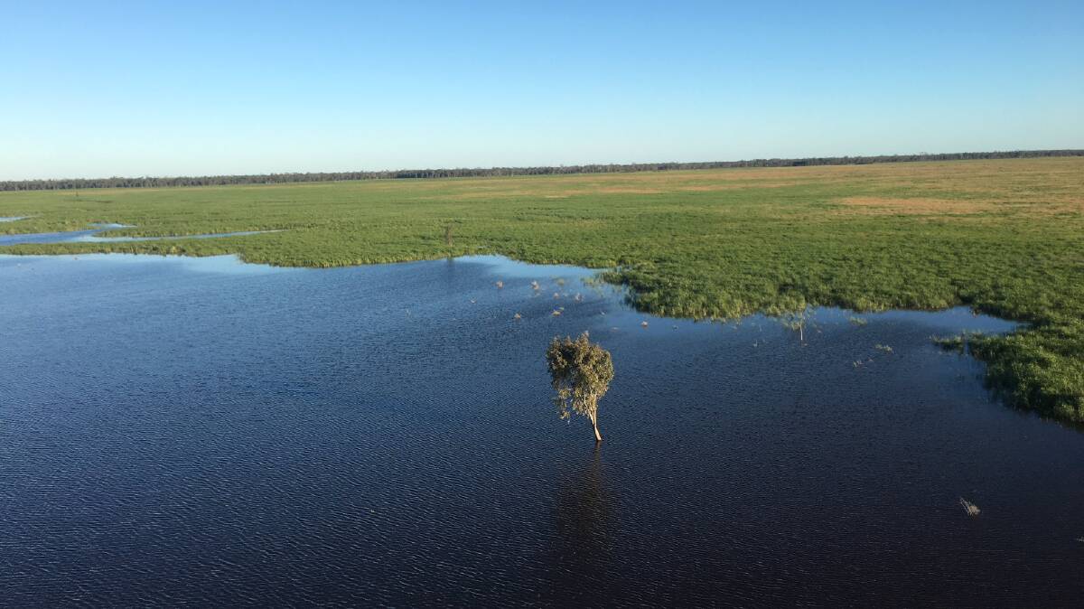 Record Nsw Property Purchase Of Huge Murray Darling Wetland Stock Journal South Australia 
