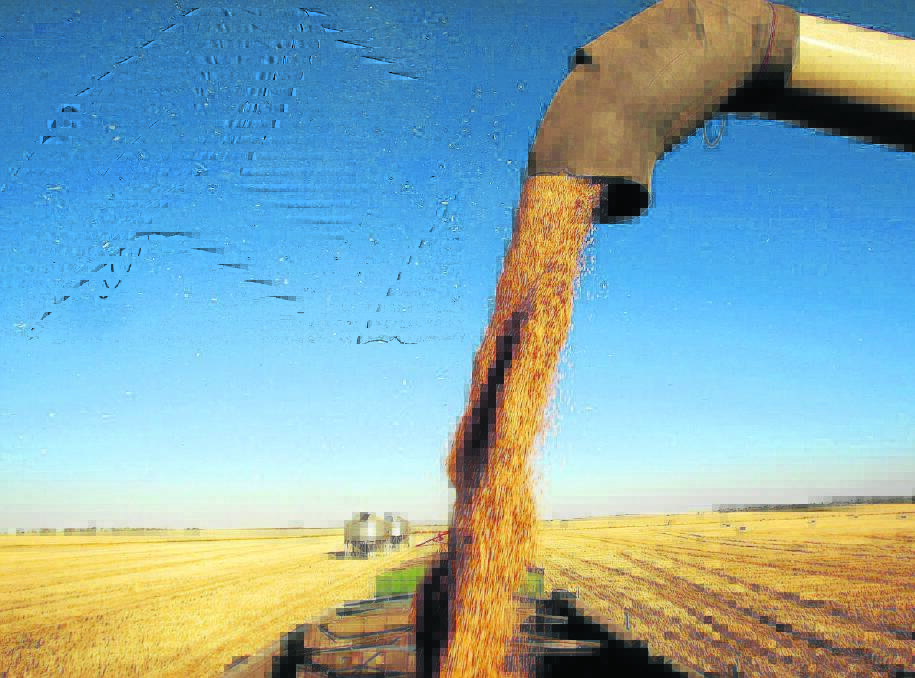 DOWNSLIDE: The latter part of the harvest in SA’s Mid North is not finishing well, according to market analyst Malcolm Bartholomaeus.