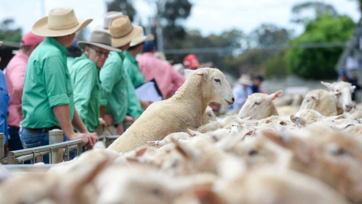 The Australian sheep meat market has been under pressure throughout the year. Photo- Darren Howe. 