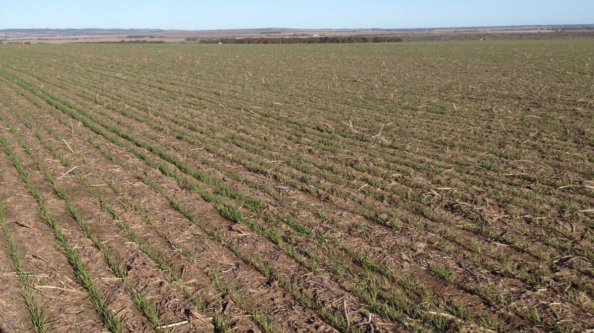 SHOW TIME: An earlier start to seeding this year has meant some Lower Eyre Peninsula crops, such as this Trojan wheat at Edillilie, were out of the ground already.