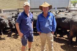 Dale Mibus and Henry Compton, Mibus Bros, Sandy Camp, Gorae West, sold 95 Angus weaner steers at Hamilton on Tuesday to a top price of $2083.