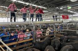 More than 40,000 weaner cattle are expected to be sold across Victoria in January.