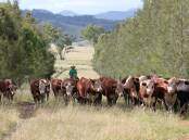 Kay Payne, Elite Poll Herefords, Gundy, NSW, has been performance recording her herd for more than 50 years, with selection emphasis on calving ease, fertility, growth and carcase traits. Picture supplied