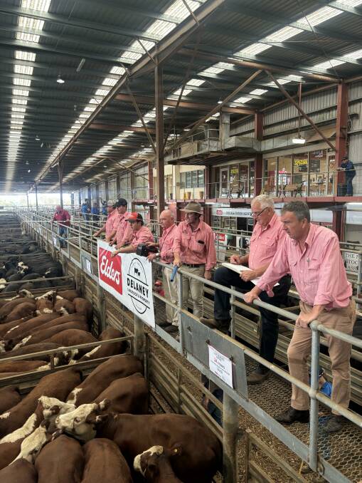 Elders Delaney Livestock and Property agent Anthony Delaney (middle) will be looking for Hereford weaners at next month's Mountain Calf Sales. Picture supplied