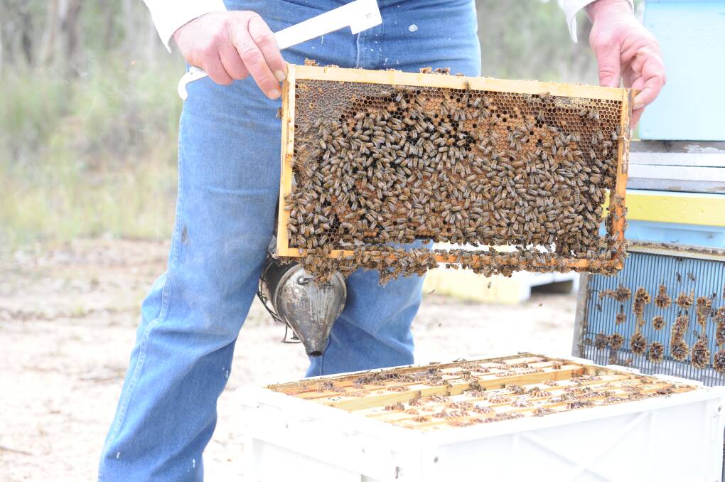 Unregistered beehives found in Lower SE