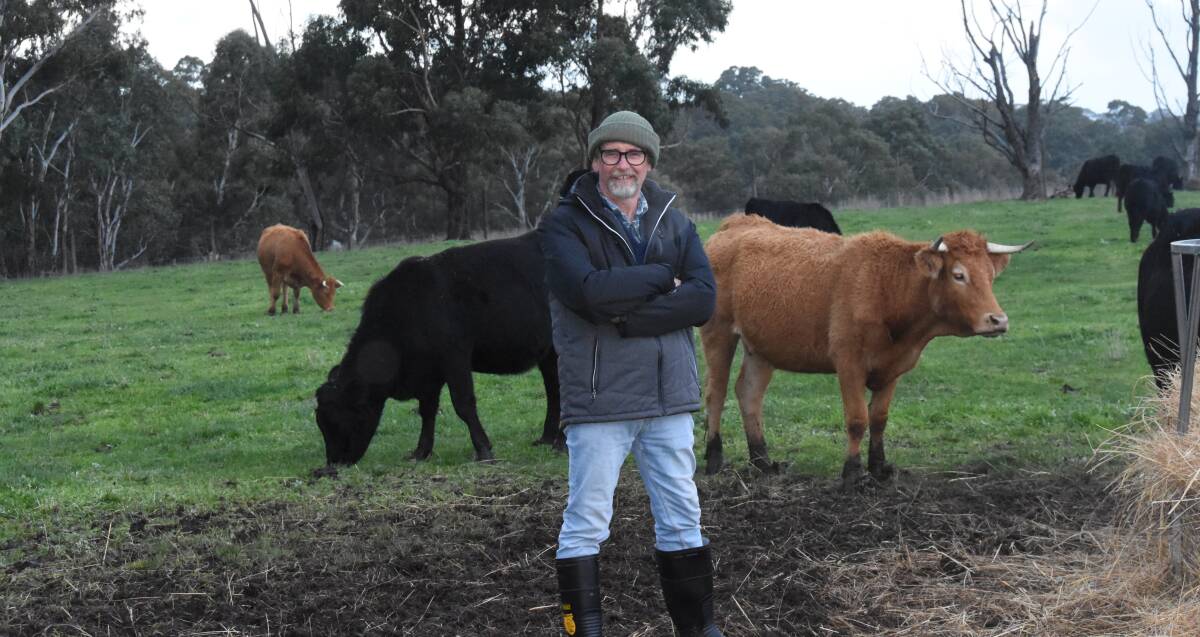 An artificial insemination program is among the tactics being used by Wistow's Eric Pelvay to improve his beef herd. Picture by Liam Wormald