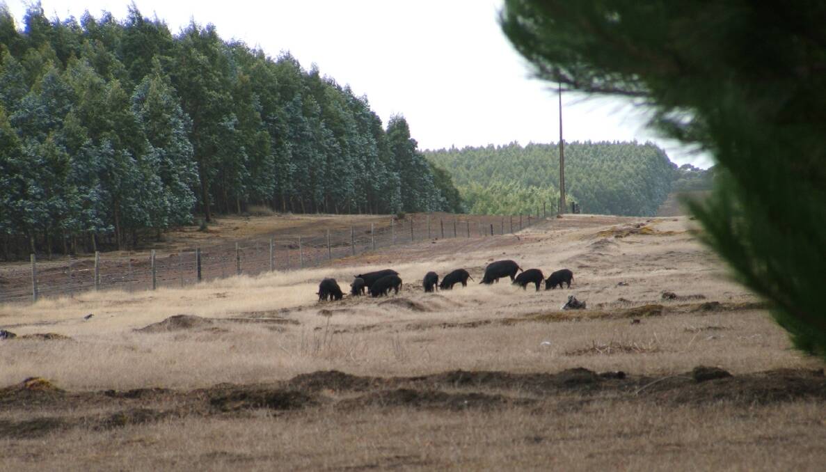 Kangaroo Island's feral pig eradication project will receive two more years worth of funding to ensure any last remaining pigs are discovered. The population is thought to be eradicated, with no discoveries in several months. File picture KI Landscape Board