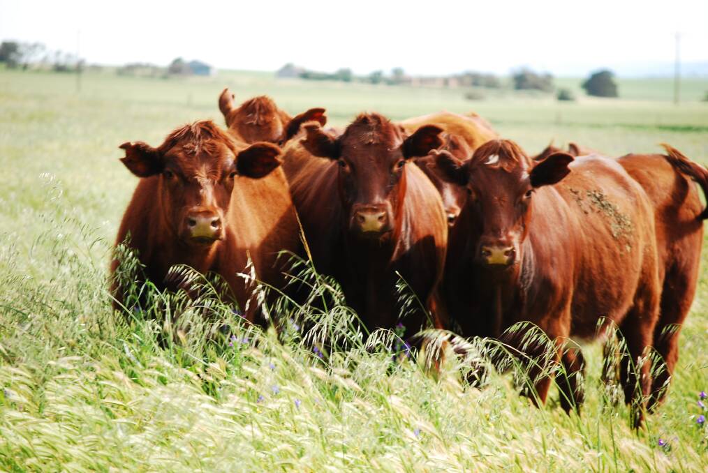 Some of the Ingliss Shorthorn cattle. Picture supplied