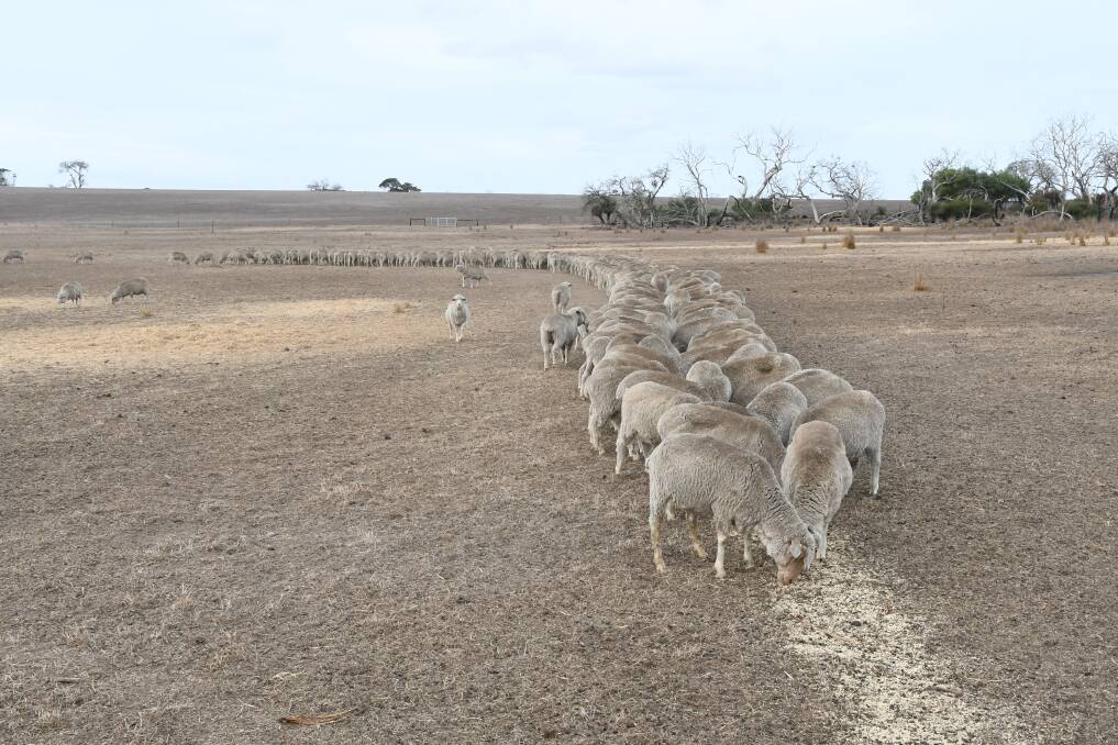 Farmers have been feeding out hay and grain to livestock for six months on Kangaroo Island. Picture by Quinton McCallum