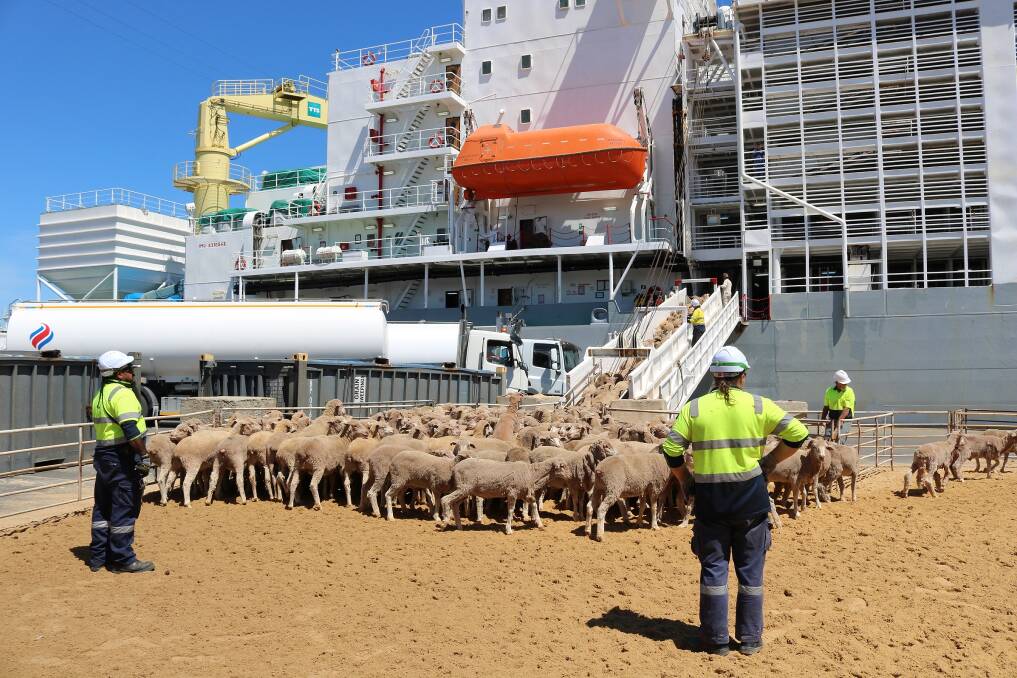 Sheep haven't departed SA by boat in several years, but the livestock sector says the flow on effects to eastern markets caused by the ban on live sheep exports by sea are being underestimated. File picture