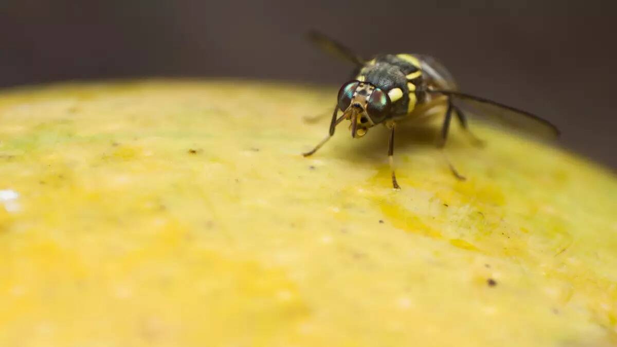 22 of 50 fruit fly outbreak areas in the Riverland have been without a detection in three months, but authorities are reminding the community to remain vigilant. File picture