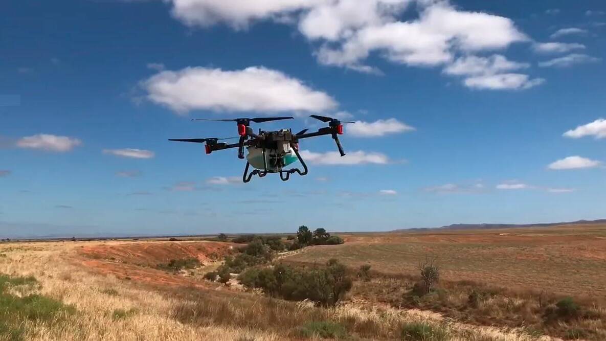 A drone has been used to spray a Noogoora burr infestation along a creek line near Willowie. Picture Northern and Yorkes Landscape Board.