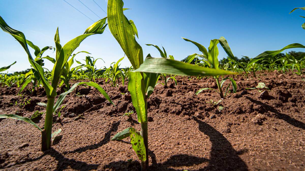 SHORTAGE: Drought conditions in Brazil will seriously impact safrinha corn production, especially in the later planted regions, as yield potential falls due to lack of moisture.