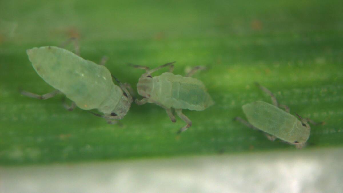 PROBLEM PEST: The Russian wheat aphid. Symptoms of damage include leaf streaks and rolling of leaves. Photo: MICHAEL NASH, SARDI/PIRSA.
