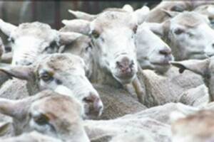 Mutton soars as supplies dry up