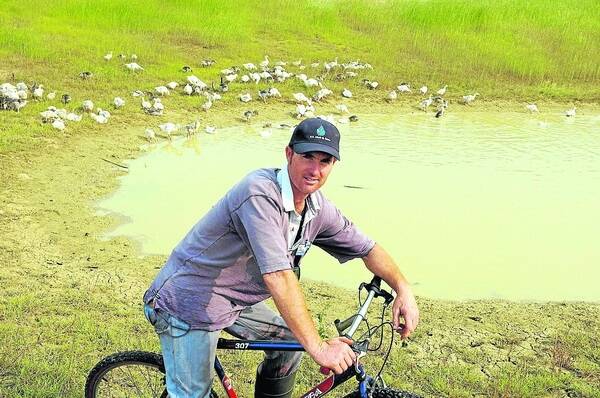 DAMBUSTERS: David Huxtable herds young geese down to the dam on his mountain bike.
