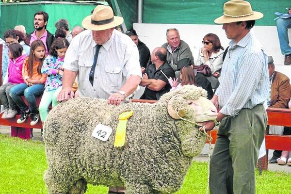 REGENT-SIRED WINNER: John Daniell with the ram he selected as champion hogget Merino ram, exhibited by Shaman stud.  This ram went on to be top price ram of the February Comodoro Rivadavia ram sale in Argentina, making 50,500 pesos or $10,100.
