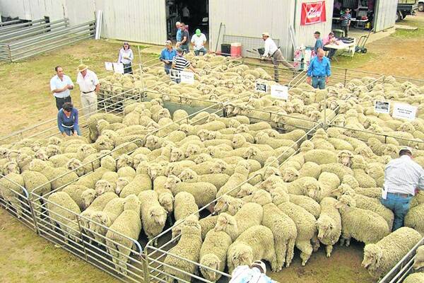 BIG DAY OUT: An earlier Western Victorian Elders Balmoral Sire Evaluation Trial – Australia's biggest – annual field day.