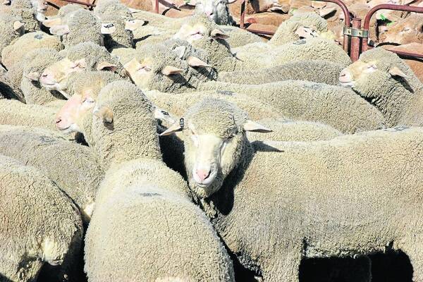 MONEY SPINNERS: Eyre Peninsula farmers are looking at ways to apply new practices to increase their profit margins from sheep.