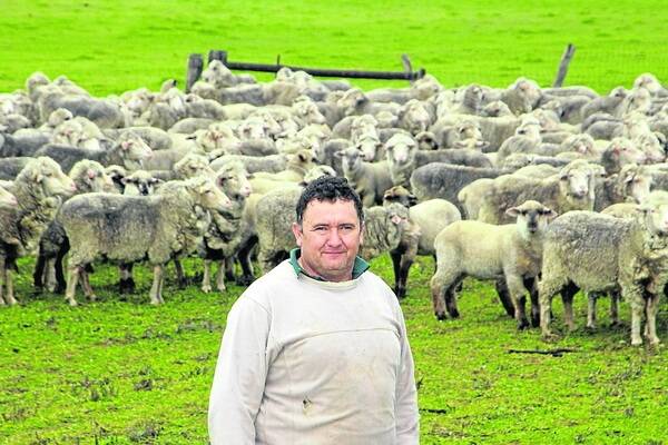 GOOD SIGNS: Livestock SA president and Bordertown farmer Richard Halliday said paddocks have not had such a good germination of clover for many years.