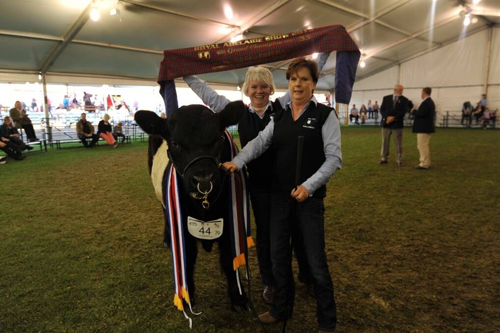 BELTED BEAUTY: Grand champion Belted Galloway bull Clanfingon Vagabond, held by owner Pam Brown, Red Ochre stud, Camden, NSW, is sashed by Judy McKinnon, Clanfingon, Mount Torrens.