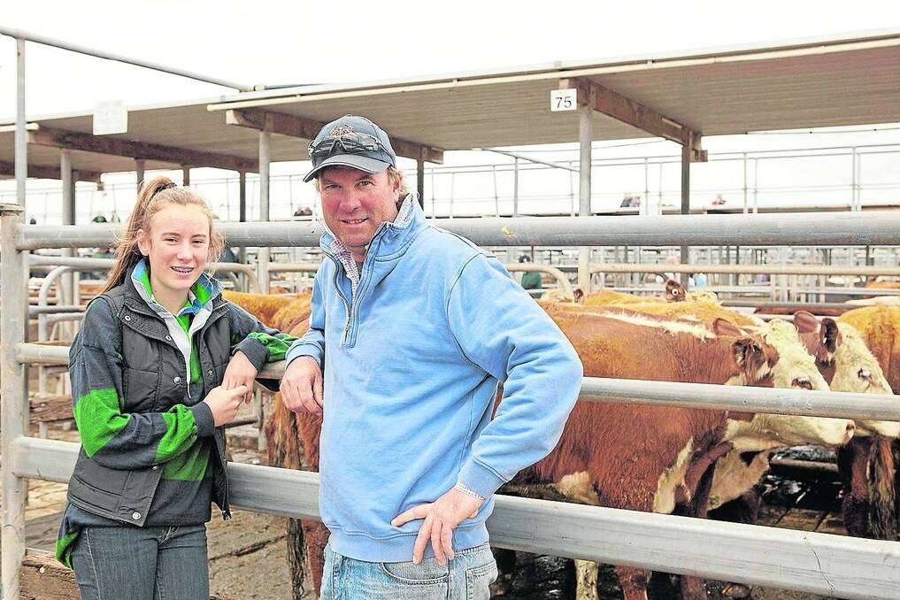 LEARNING CURVE: Ella Kain, Caicowrie, Wattle Range, never misses an opportunity to go to Mount Gambier store market with her dad, Allan, in her school holidays. Among the steers they bought on Friday were these 10 Warrensville blood Herefords, 390 kilograms, from RK&SM Johnson, at $1.79/kg.