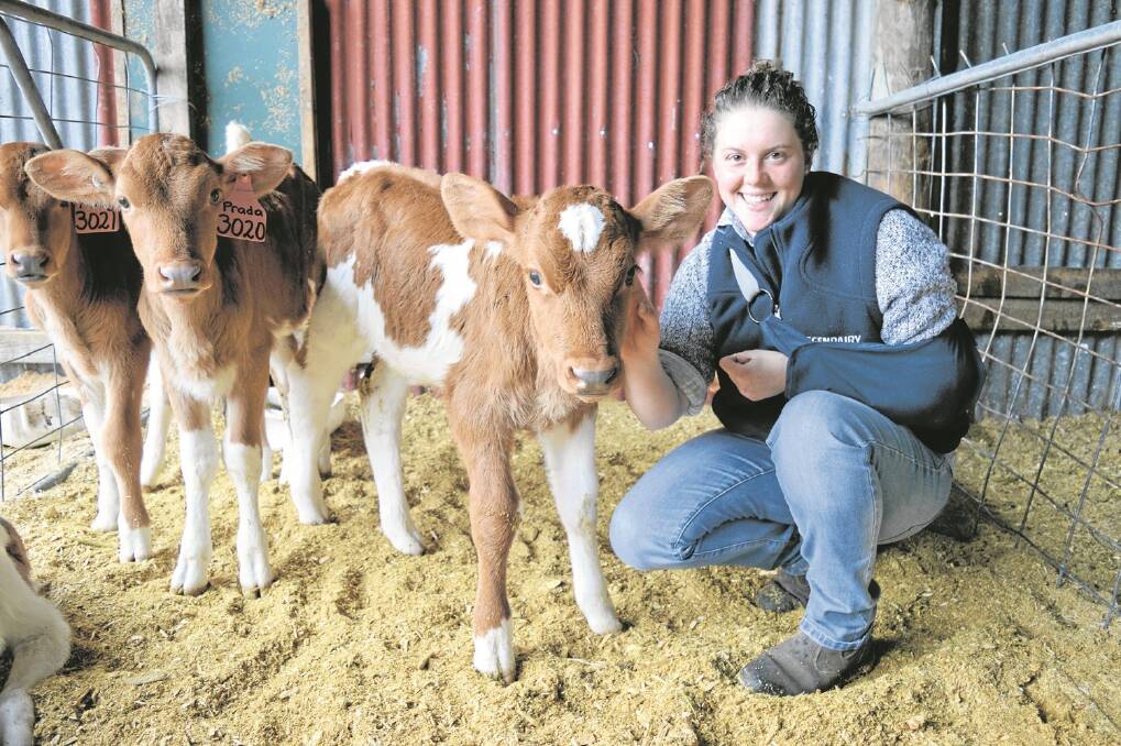 Ollie Abblitt with calves in the calf shed at Glencoe.