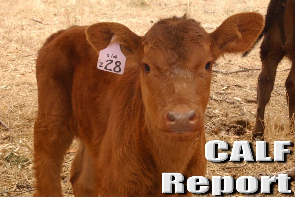 SA Livestock Exchange Calf Sale - Oct 26