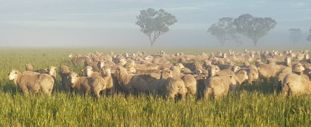 The Dixon family, Lavendo Pastoral Company, Quandialla, are third-generation Merino growers, and that's not going to change. Picture supplied.