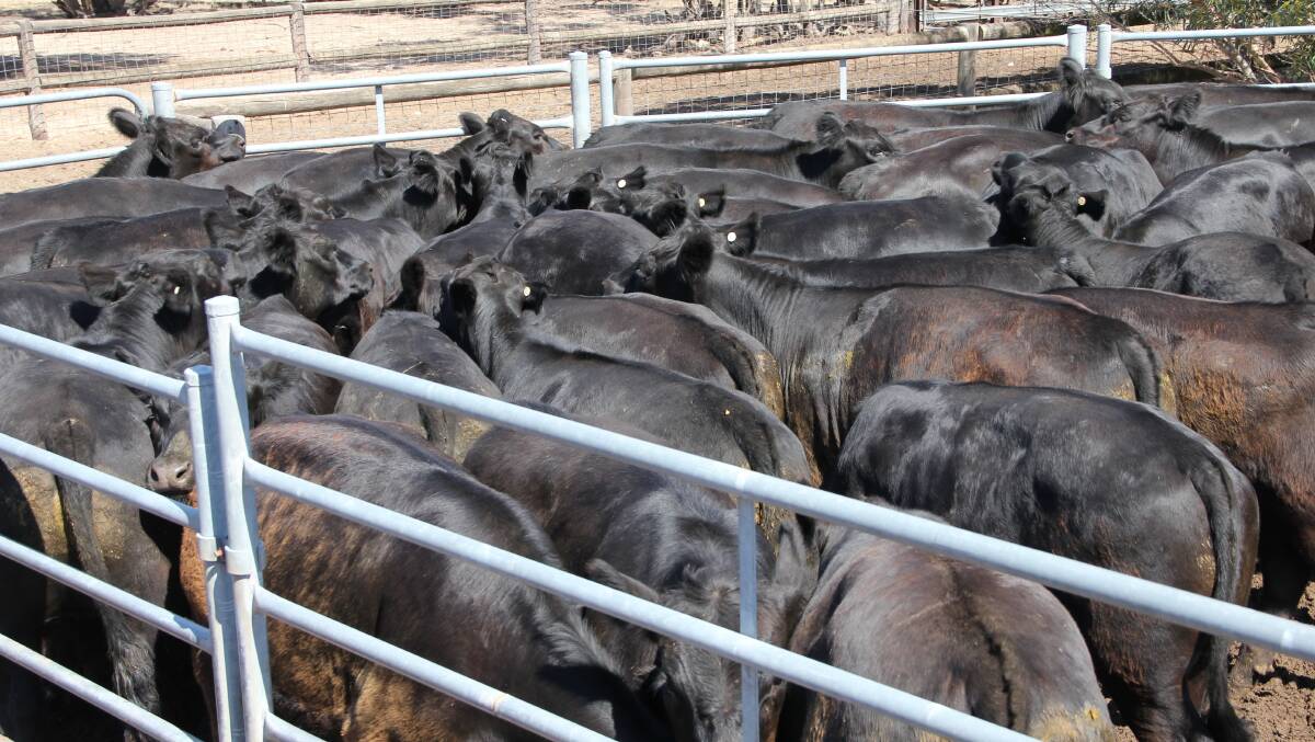 STEER SALE: Long-term clients of Glatz’s Black Angus, Chesrex, Kingston, sold this line of 101 March/April 2015-drop steers at an average weight of 405 kilgorams for $1458 on-farm recently, equating to $3.60/kg.