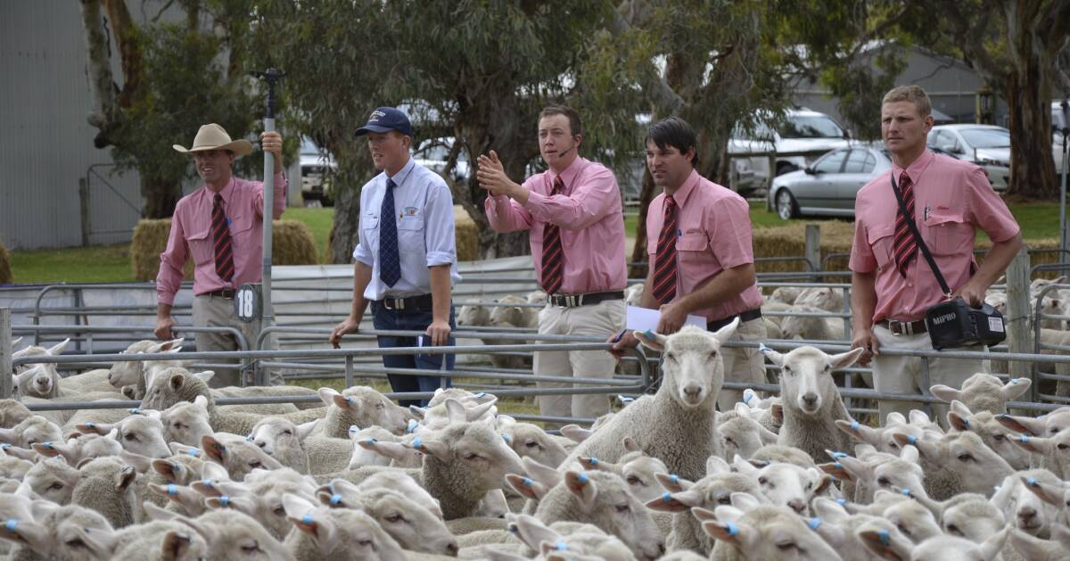 IN ACTION: Elders' Ronnie Dix in action auctioneering at the Cooranga sale at Lucindale on Friday.