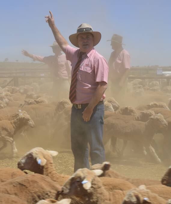 IN ACTION: Elders livestock sales manager for SA Damien Webb in action auctioneering at the inaugural North East pastoral Merino lamb sale at Yunta, where wethers made to $86.