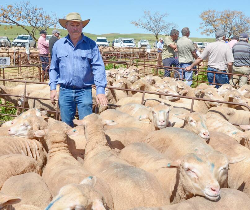 TOP EWES: Allen Kelly, Glen Holme, Manoora, with ewes from his client Indoota Pastoral Co, Riverton, that made the young ewe top price of $205.