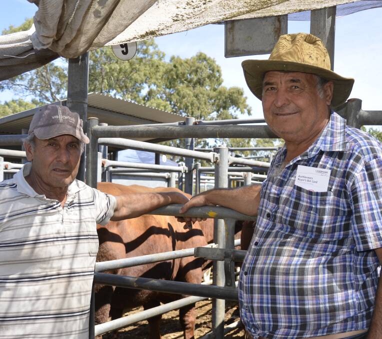 Checking out the cattle market at Mount Pleasant were Peter Sgi, Golden Grove, and Domenic Trimboli, Salisbury.
