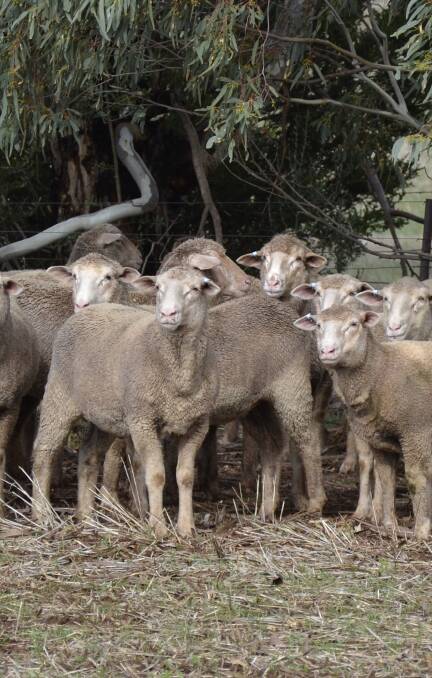 Grazing crops, bean stubbles boost lamb growth rates at Kapunda