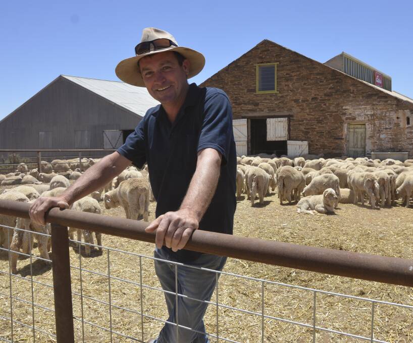GOOD TIMES: Dawson farmer Stephen McKeough was buying lambs at the North East sale at Yunta. He is enjoying excellent seasonal conditions, with plenty of feed, and is feeling positive about the sheep job.