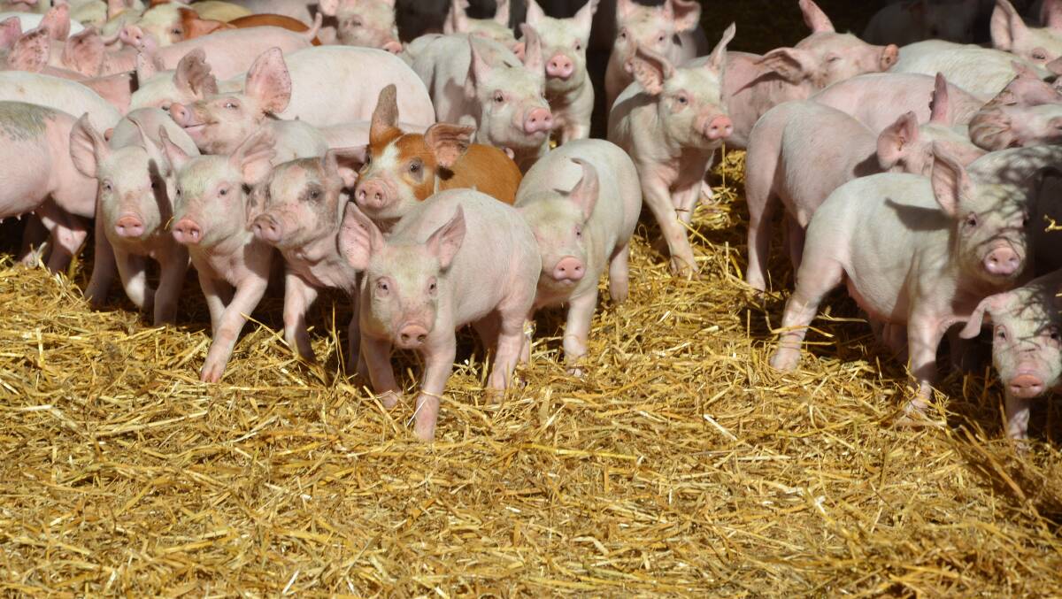 INDUSTRY DAY: A pig industry day being held in the Barossa Valley on February 26 will cover topics such as optimising breed herd performance and sow feeding strategies.