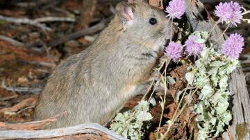 Greater Stick-Nest Rat has been surviving on Reevesby Island. Picture supplied