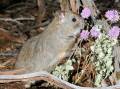 Greater Stick-Nest Rat has been surviving on Reevesby Island. Picture supplied