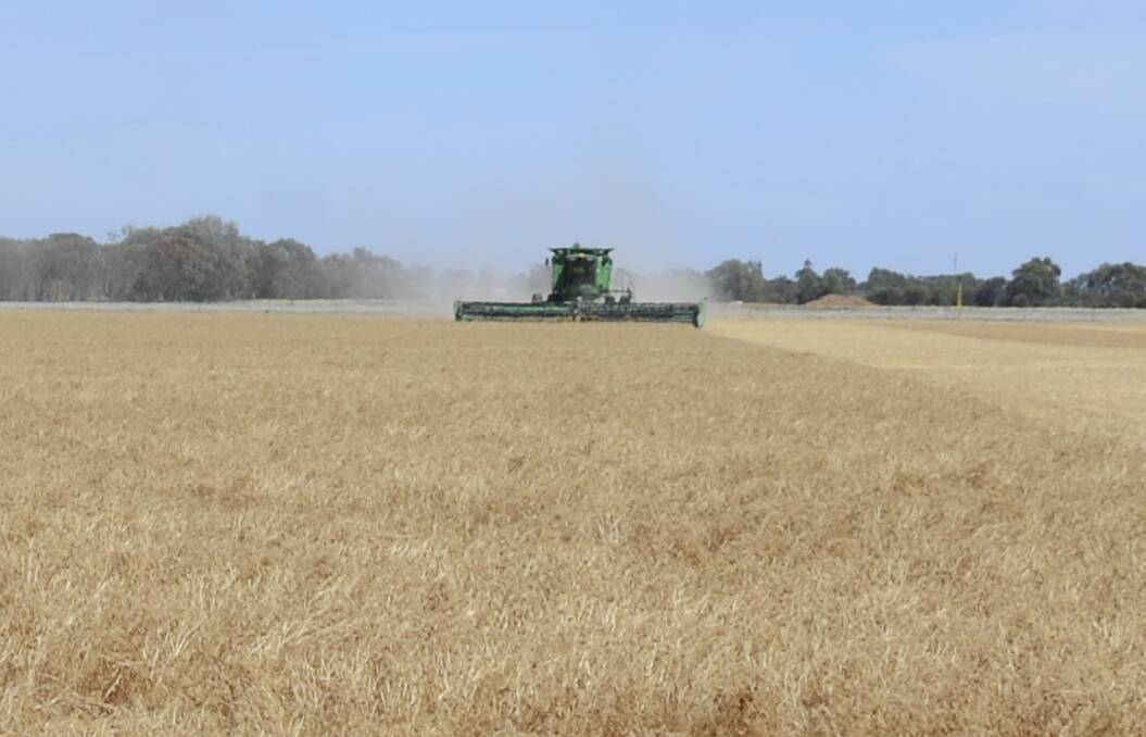 TOP GROUND: Land formerly sown to legumes, such as lentils, are ideal for growing durum crops.