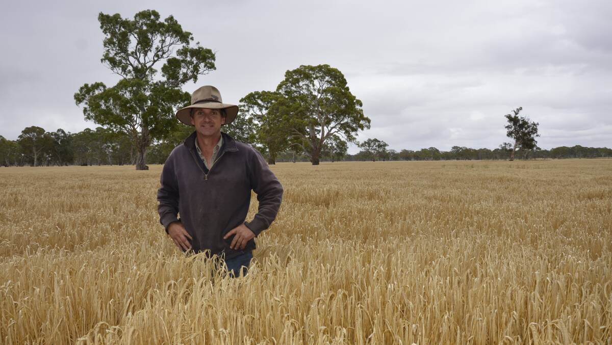 David Malpas, Lucindale, in a crop of Grange barley.
