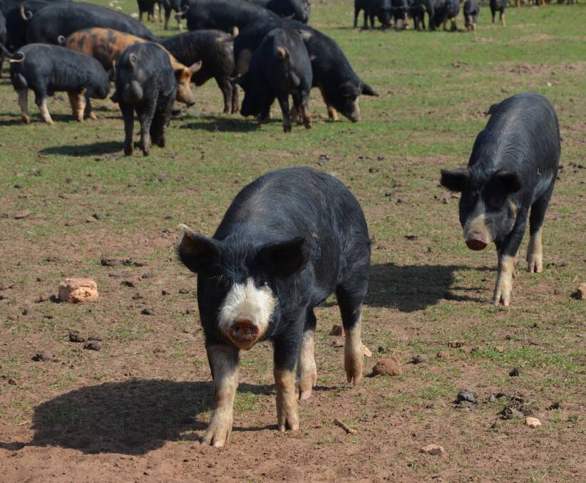 TOP YEAR: It has been a good year for the state's pig producers, with no major dip in prices. Returns are about $3.70 a kilogram carcaseweight and input costs are low on the back of depressed grain prices.