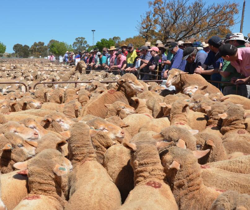 STRONG ATTENDANCE: There was a big crowd on the rails for a run of 1.5-year-old ewes at Jamestown. Young ewes made to $205 at the sale.