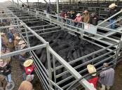 The indicator will cover yearling, vealer and weaner cattle weighing more than 200 kilograms (liveweight) which are bought and sold as restocker animals. Picture by Karen Bailey.